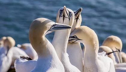 fb体育登录入口-VALORANT 青训新人首次登场 表现超出预期，valorant发布