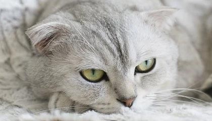 fb体育登录入口-VALORANT 青训新人首次登场 表现超出预期，valorant发布