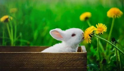 fb体育网站-北京国安主场观众热情高涨，北京国安 主场