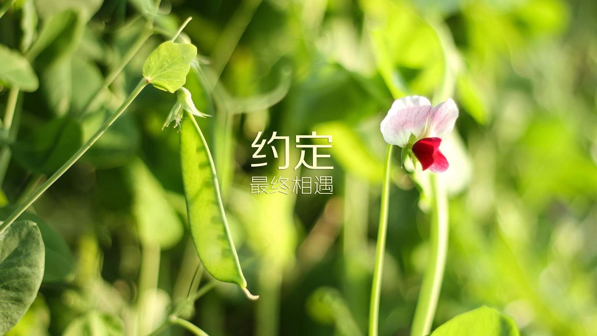 绿茵场上悬念丛生，热门对决引发球迷狂热！，绿茵前瞻