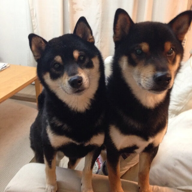 fb体育官网-赛场上的“黑马”：不容忽视的乒乓新秀