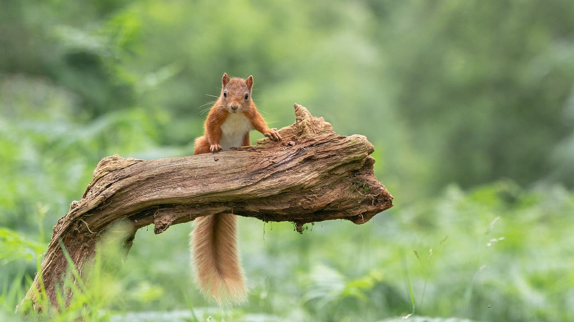 FB体育注册网址-中国足球联赛支持地方少数民族足球文化交流，国足中的少数民族球员
