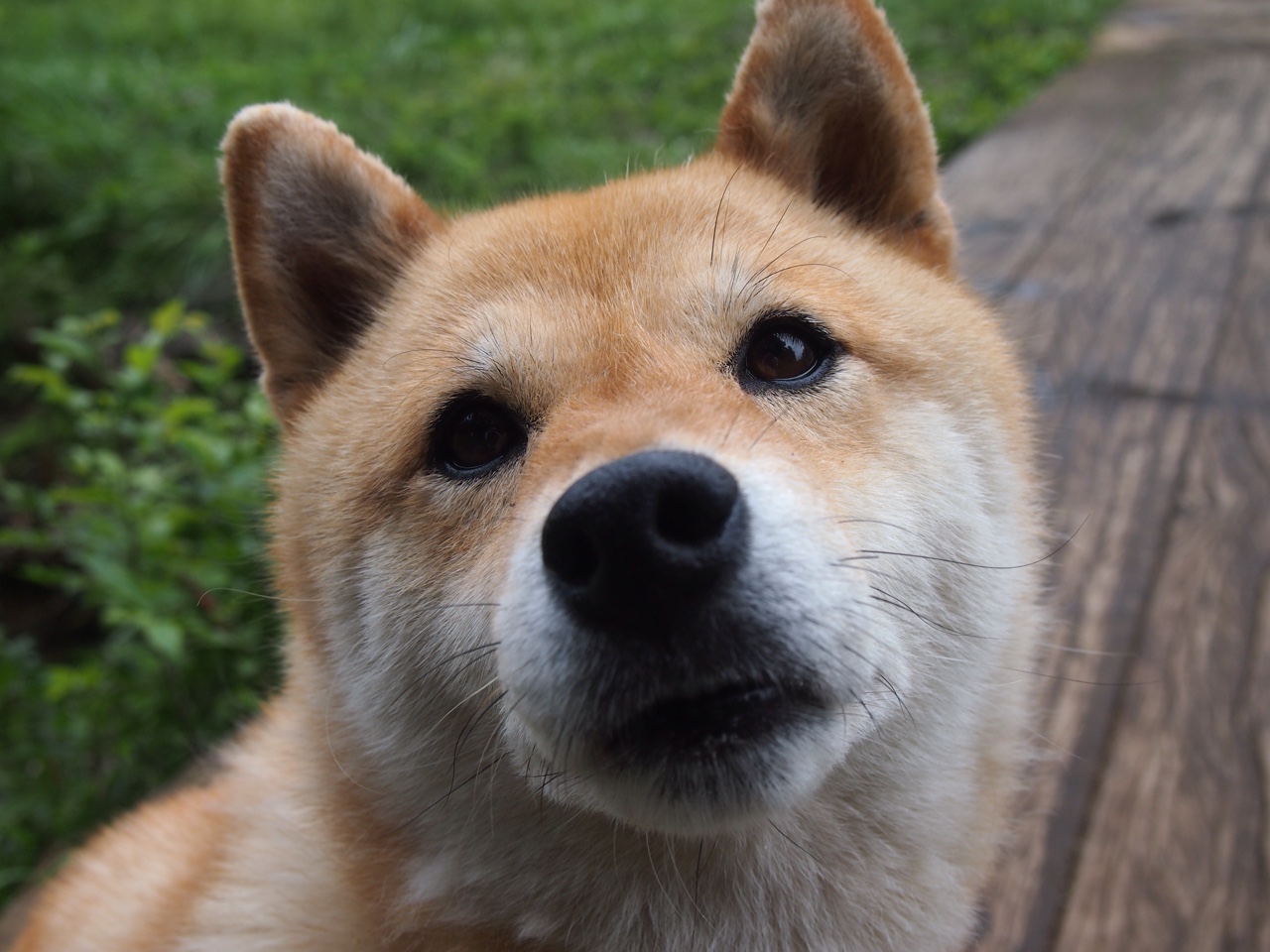 FB体育官方平台-法国男子橄榄球队战术突破，成为新焦点，法国橄榄球队2019年历