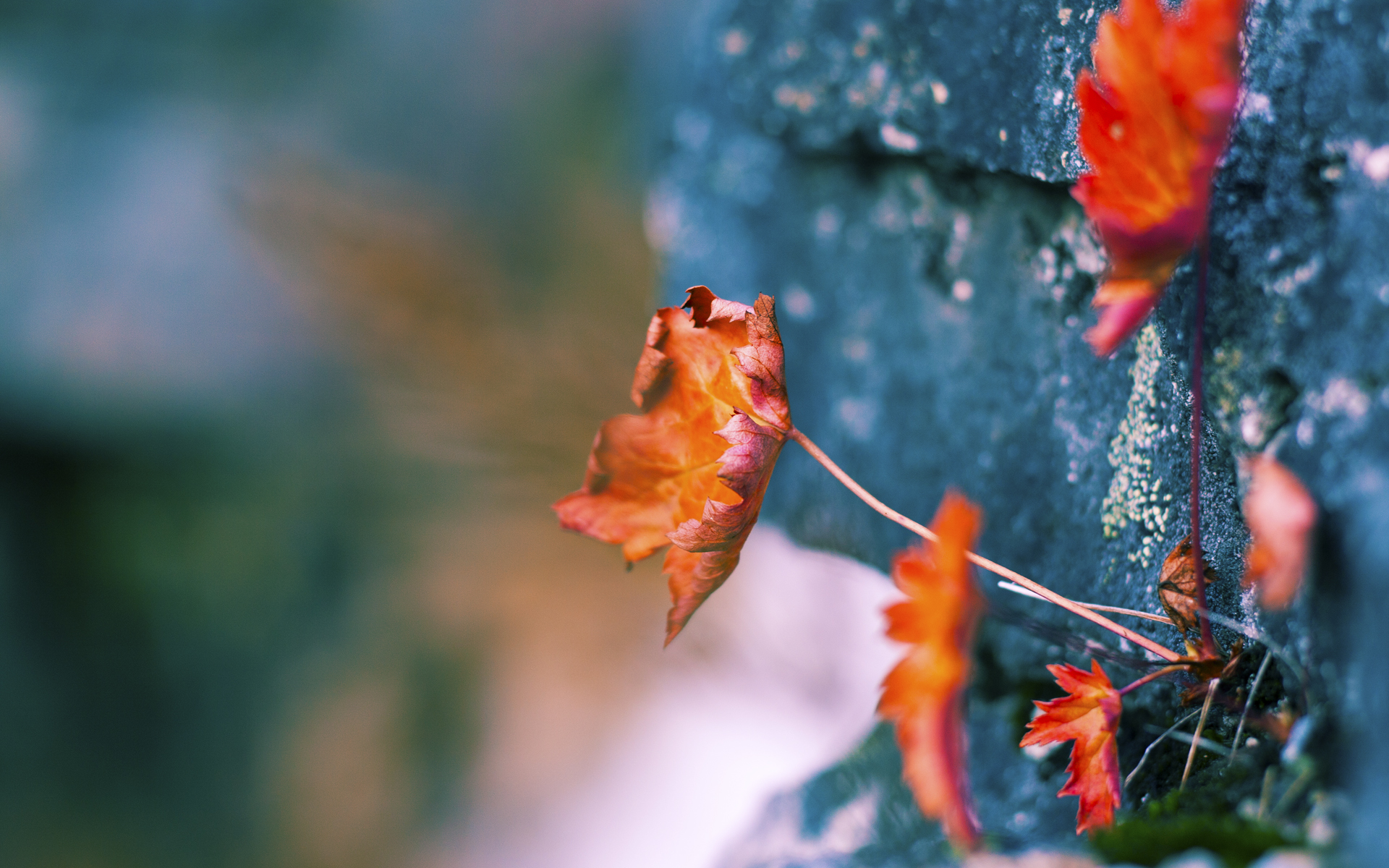 fb体育官网电脑版-跳水细节打磨助南非队进步明显，fina跳水系列赛赛程